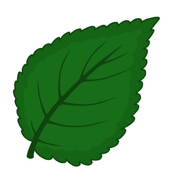 Green Mint Leaf Illustration Isolated on White Background, Organic Peppermint Botanical Element for Herbal Tea, Cosmetics, and Natural Products
