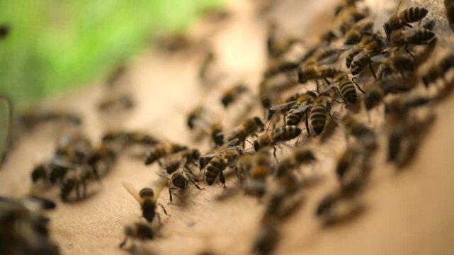 The departure of a new family with a queen bee