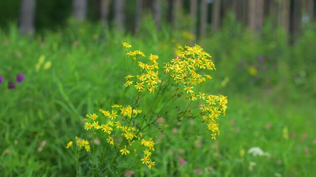Tall grass seed heads in meadow field