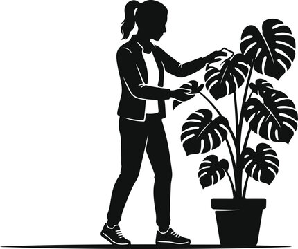 Woman Cleaning Monstera Houseplant Leaves Vector Silhouette