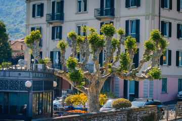 Obraz premium Large pruned tree with green foliage in front of a building with balconies and a restaurant terrace in a scenic urban setting