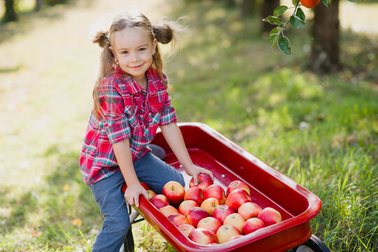 Girl with Apple in the Apple Orchard. Beautiful Girl with Organic Apple in the Orchard. Harvest Concept. Garden, Toddler eating fruits at fall harvest.