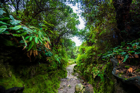 Narrow dirt path through a lush forest in Subang