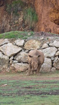 Large white rhinoceros grazing peacefully on a green grassy field with a rocky background, showcasing its powerful build and distinctive horns while searching for food in its natural habitat
