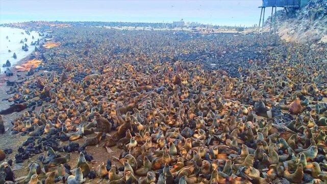 Cape fur seals resting and moving on the Skeleton Coast in a massive colony at Cape Cross, Namibia