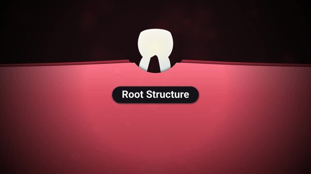 Medical animation showing the process of tooth replacement from primary deciduous tooth to fully erupted permanent tooth