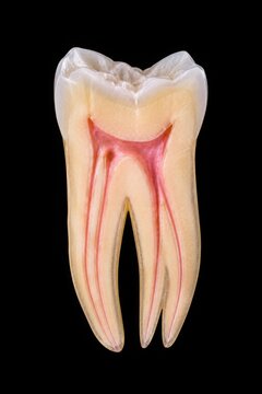 Highly detailed cross section of a human molar showing three roots, enamel, dentin and pulp chamber. Accurate dental anatomy illustration isolated on a black background for education and dentistry.