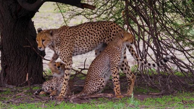 Wild cheetah mother with cubs in savanna shade, majestic spotted feline family in African wilderness, predatory big cat resting under tree canopy