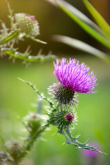 Fototapeta premium Flowering prickly thistle on the summer field