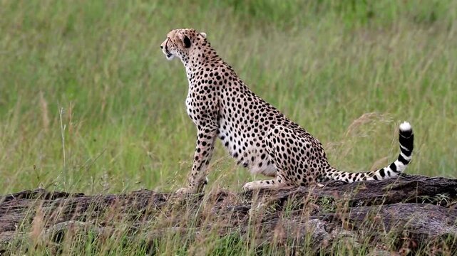 Majestic cheetah sitting on a rock in the African savanna, wild spotted cat observing the grassland, predator in natural safari habitat