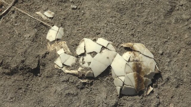 Broken bird eggshell on the dry surface of a dried salt lake under bright sunlight with detailed natural textures and slow camera movement