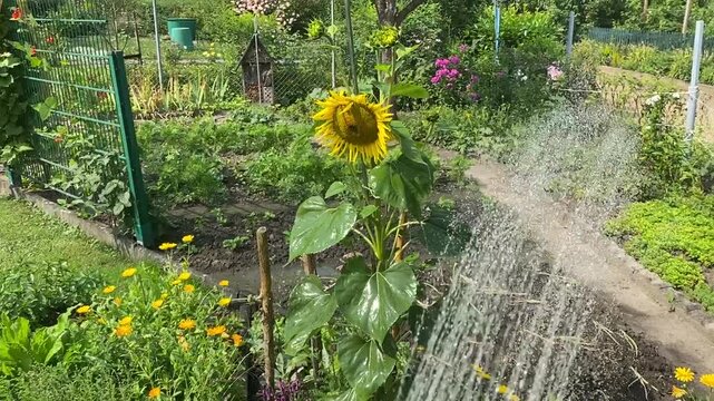 Echtes Foto einer Gartenbew&auml;sserung im Kleingarten. Wasserstrahl versorgt Gem&uuml;sebeet und Blumen an einem hei&szlig;en Sommertag. Wasserknappheit, Selbstversorgung und nachhaltiger Pflanzenanbau.