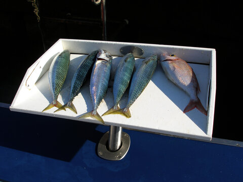 tray with freshly caught mackerel