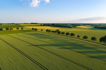 Fototapeta premium Aerial top view on green crop field. Nature environment. Green harvest in field. Summer green field. Agricultural aerial landscape. Green crop agricultural farm landscape. Harvesting and cultivation