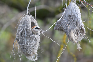 A Eurasian penduline tit looking out from the entrance of its pouch-like woven nest. © VOLODYMYR KUCHERENKO