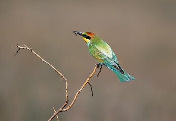 Obraz premium A colorful young European bee-eater perched gracefully on a thin, dry branch against a soft background.