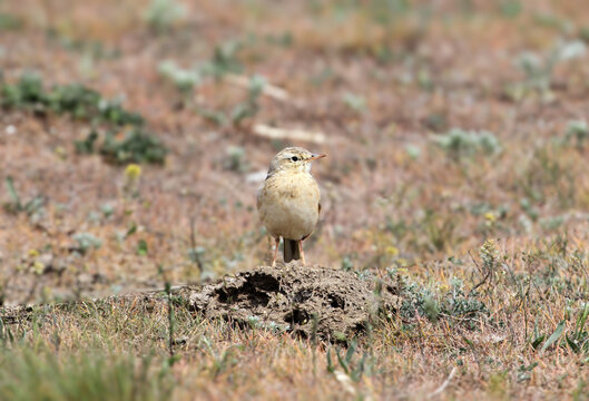A tawny pipit standing alertly on a mound of dry earth surrounded by sparse vegetation.