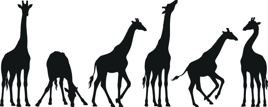 Giraffe Silhouette Collection Featuring Standing Walking Grazing Looking Up and Running Poses Black Vector Illustration Set