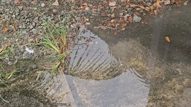 turtle swimming in the water,Building and palm tree reflection in wet concrete,in rainy day.Puddle water reflection