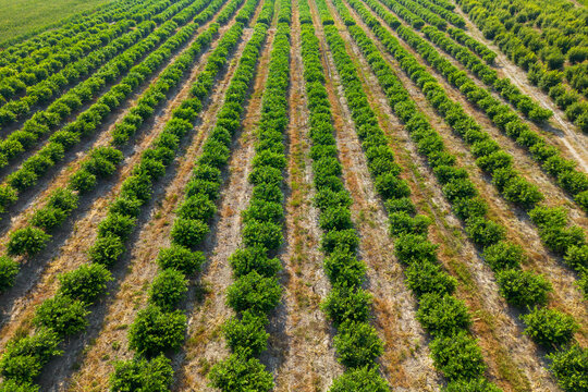 Aerial Drone View of Lemon Orchard with Green Citrus Trees in Agricultural Plantation.