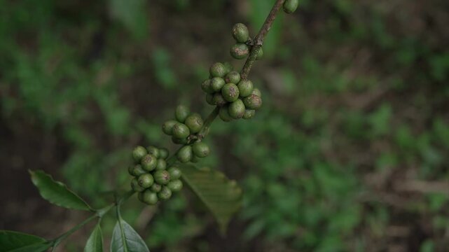 Close-up shot of unripe green coffee beans growing on a tree branch in a farm in 4K resolution.