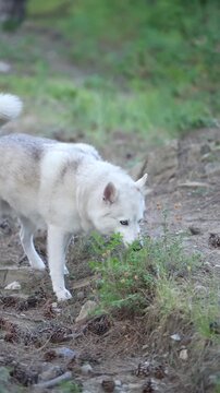Majestic gray dog resembling a wolf exploring a beautiful forest, a striking portrait of a large canine in the wild