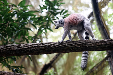 Fototapeta premium A ring-tailed lemur walks along a thick tree branch in a lush tropical forest canopy, showing its distinctive striped tail and agile posture amid soft natural light and blurred green foliage.