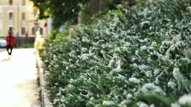 Poplar fluff accumulating on urban juniper hedges causing spring allergies