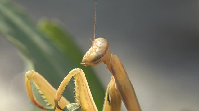 Macro view of a praying mantis moving its head and antennae on a green plant with selective focus and soft natural background