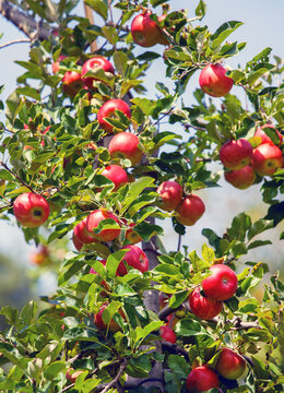 Apfelbaum
