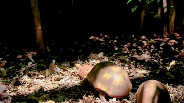 Argentine Chaco tortoise turtle turtles in tropical nature in Brazil.