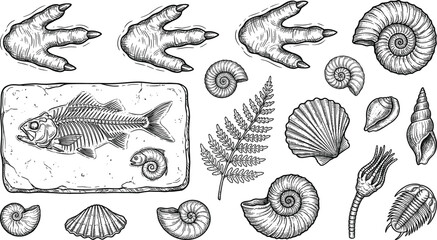 Set of vintage engraved prehistoric fossils featuring dinosaur footprints, ancient fish, and ammonite shells © Lalchan