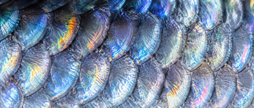 Iridescent fish scale texture showing ocean life detail and biodiversity, highlighting importance of ocean conservation for marine ecosystems