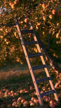 Autumns golden light embraces a rustic apple orchard scene of peaceful harvest abundance