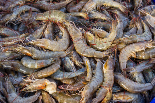 fresh raw shrimp
