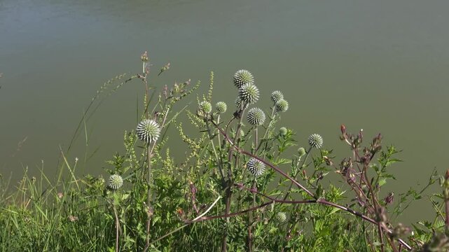 Globe Thistle Wildflowers Growing Beside a Calm Pond in Summer