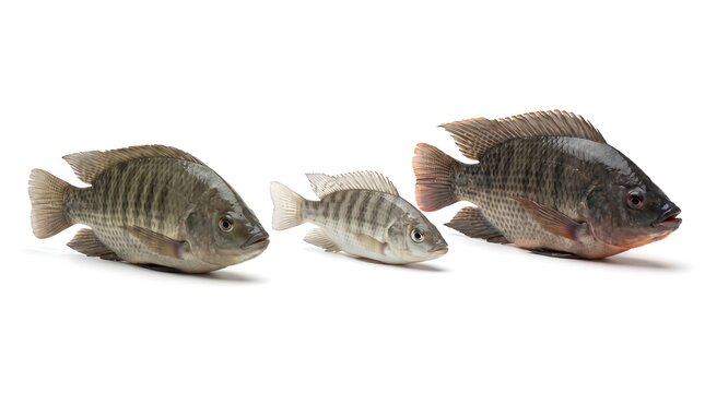 Three tilapia fish of different sizes arranged in a row on a white background.