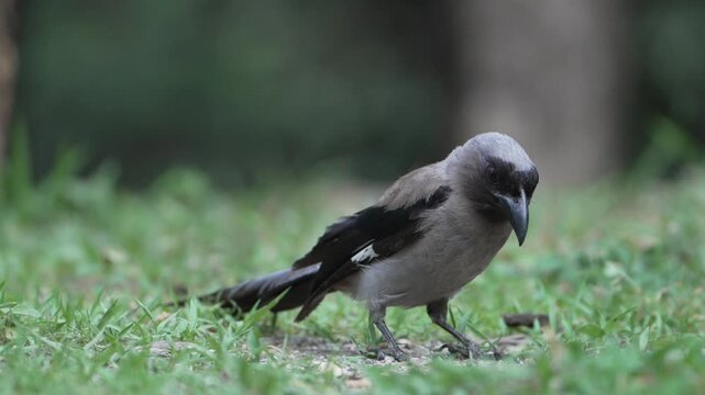 Grey Treepie foraging on a grassy forest floor, looking around and picking up a small food item in its beak against a soft green natural background