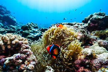 Healthy Coral Reef Habitat with Tomato Clownfish and Marine Life © Satoshi