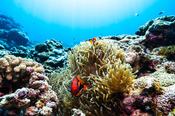 Tomato Clownfish Sheltering in Sea Anemone on a Coral Reef © Satoshi