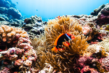 Wide Angle Underwater View of Tomato Clownfish in Sea Anemone © Satoshi
