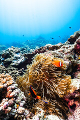 Underwater Seascape with Sea Anemones, Coral, and Reef Fish © Satoshi