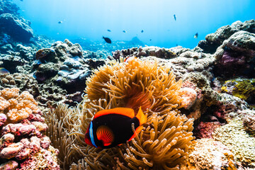 Colorful Reef Fish Living Among Sea Anemones in Crystal Clear Water © Satoshi