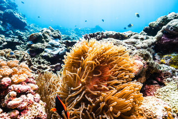 Underwater Coral Garden with Tomato Clownfish and Blue Ocean © Satoshi