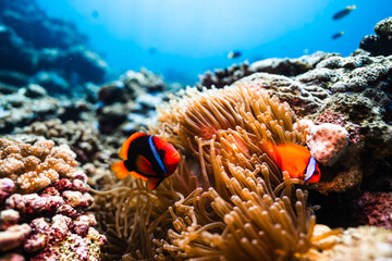Beautiful Coral Reef Scene Featuring Tomato Clownfish © Satoshi