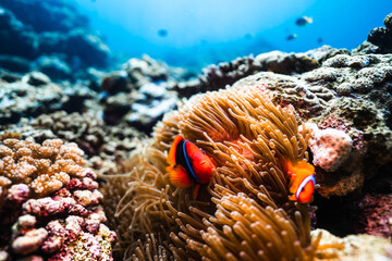 Vibrant Coral Reef Habitat with Tomato Clownfish and Sea Anemone © Satoshi