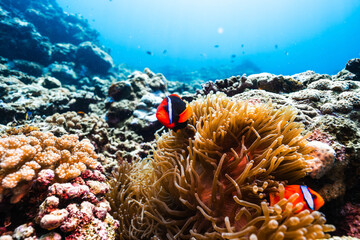 Marine Life in Tropical Waters with Tomato Clownfish and Corals © Satoshi