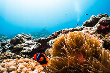 Tropical Underwater Landscape with Tomato Clownfish and Coral Reef © Satoshi