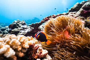 Tomato Clownfish Swimming Among Sea Anemones on a Tropical Coral Reef © Satoshi