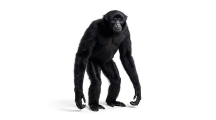 Fototapeta premium A full body view of a chimpanzee standing isolated on a white background.